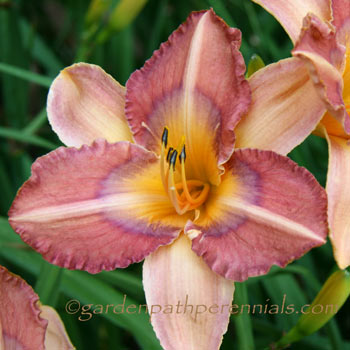 Daylily - Pearce Sdlg 02-01-02