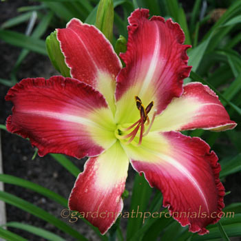 Daylily - ja