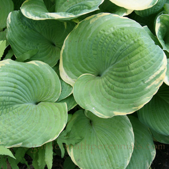 Hosta - H. 'Gin and Tonic