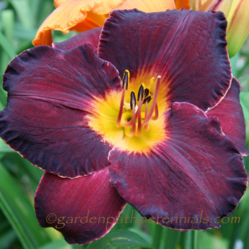 Daylily - Tuxedo Gent