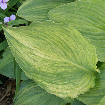 Hosta - H. 'Misty Gold' OS