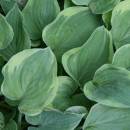 H. 'Veronica Lake'