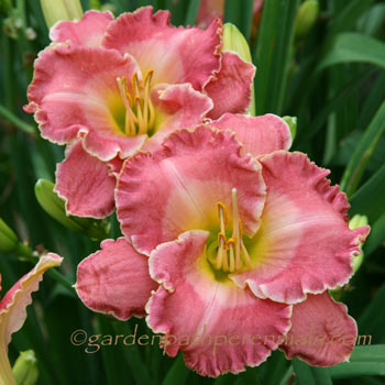 Daylily - Gigglefest