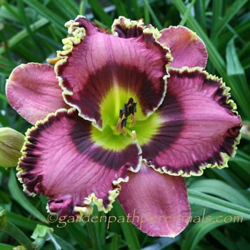 Daylily - pdd