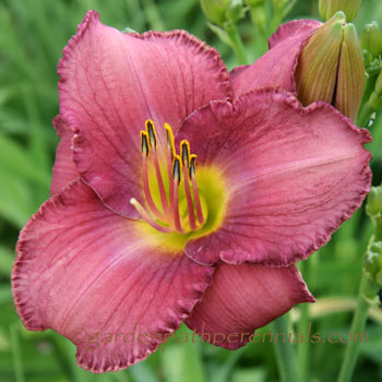 Daylily - Royal Blue Blood*