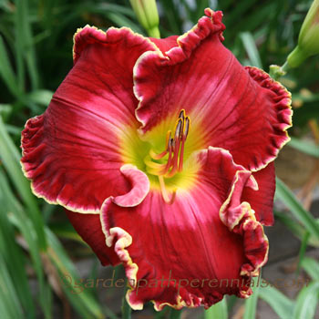 Daylily - zff