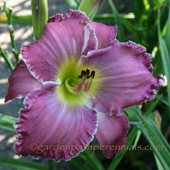 Daylily - qw