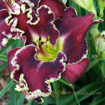 Daylily - Pearce Sdlg 11-06-03
