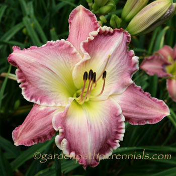 Daylily - Cashmere and Pearls