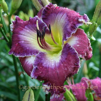 Daylily - Eagle Ridge