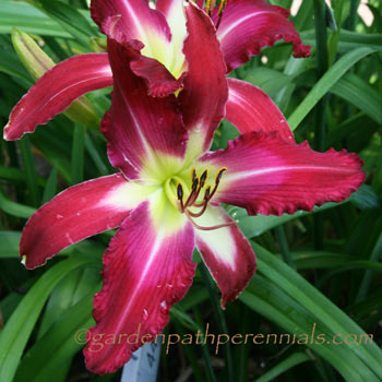 Daylily - va