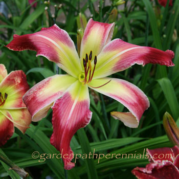 Daylily - zft