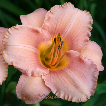 Daylily - Pearce Sdlg 04-18-02