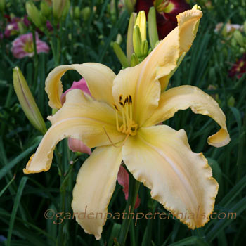 Daylily - js