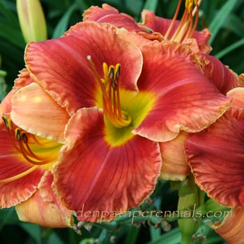 Daylily - Sedona Sandstone