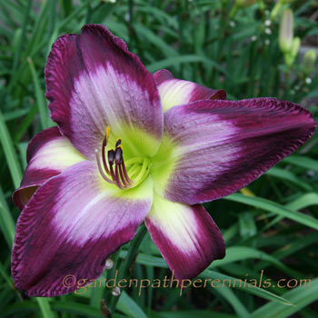 Daylily - zzc