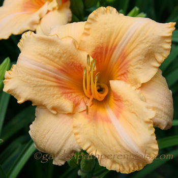 Daylily - Creamsicle Cool