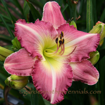 Daylily - Such A Flirt