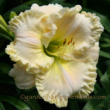 Daylily - Silken Temptress