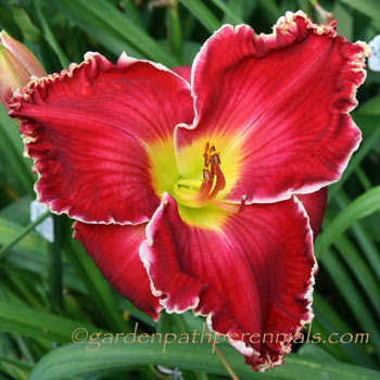 Daylily - op