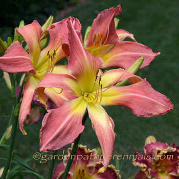 Daylily - Webster's Pink Wonder*