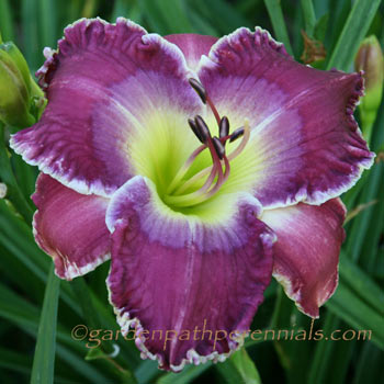 Daylily - Moonstone Magic