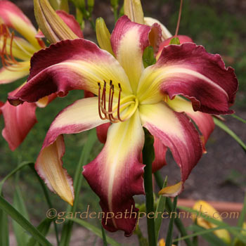 Daylily - Ruby Ribbons