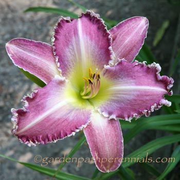 Daylily - zk