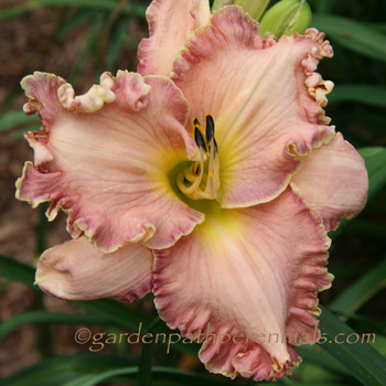 Daylily - qt