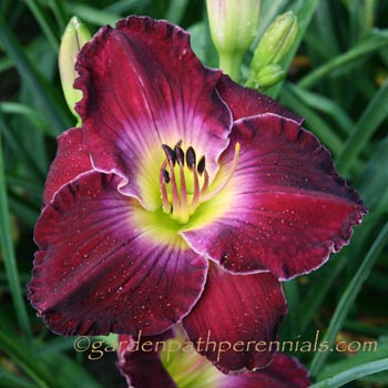 Daylily - Merlot Tonight