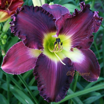 Daylily - Pearce Sdlg 10-77-01