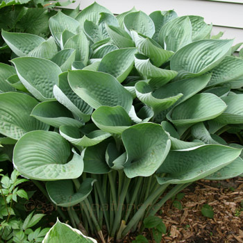 Hosta - H. nigrescens