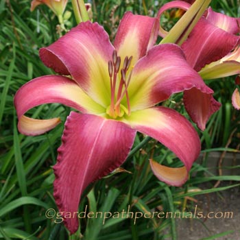 Daylily - Sugar Plum Adagio