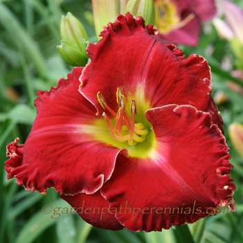 Daylily - Quasar Redshift