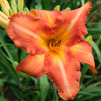 Daylily - Goldner Seedling*
