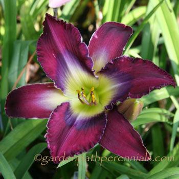 Daylily - zs