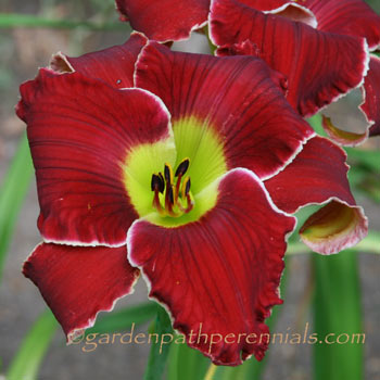 Daylily - zff
