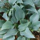 H. 'Hadspen Hawk'