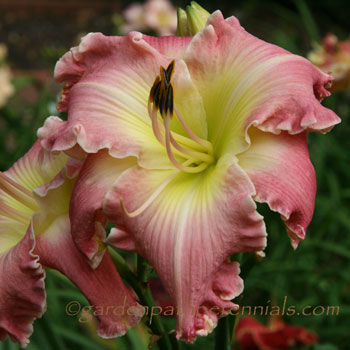 Daylily - ic