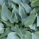 H. 'Blue Arrow'