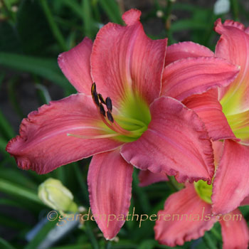 Daylily - vs
