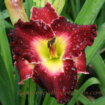 Daylily - Ruby Red Seedling*