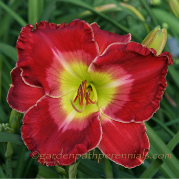 Daylily - j