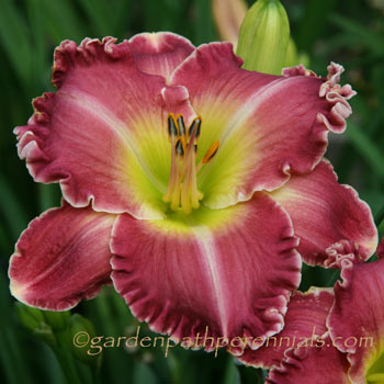 Daylily - Showboat Sally