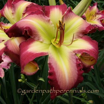 Daylily - vax
