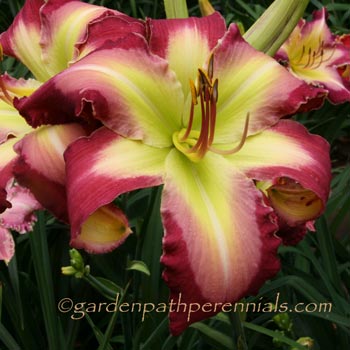 Daylily - zt