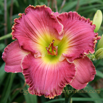 Daylily - Keepsake Rosie