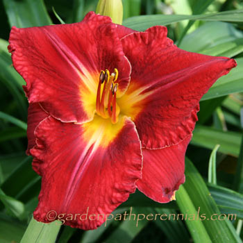 Daylily - Speed Bump