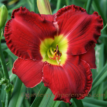 Daylily - Hot Rod Red