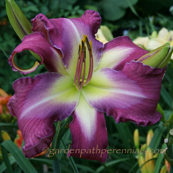 Daylily - np